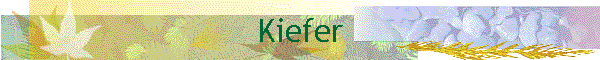 Kiefer